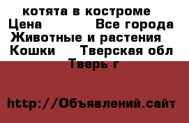 котята в костроме › Цена ­ 2 000 - Все города Животные и растения » Кошки   . Тверская обл.,Тверь г.